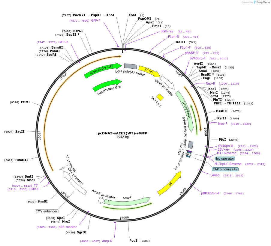 145171-plasmid-map-sequence-id-292613