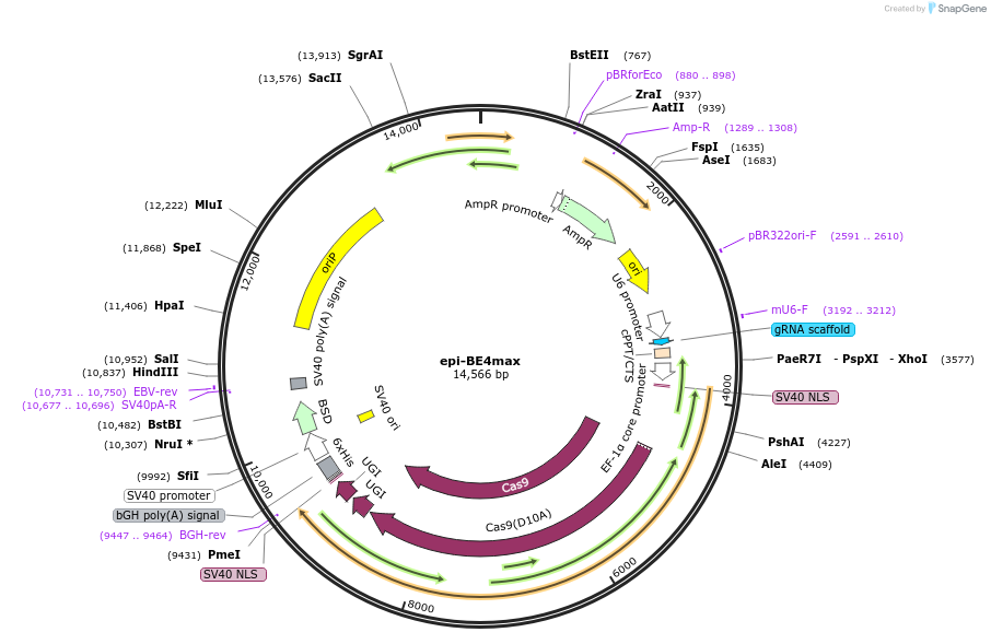 135975-plasmid-map-sequence-id-292615