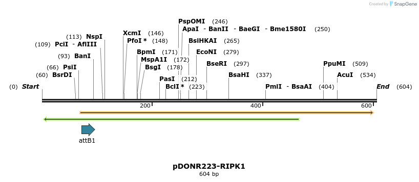 29262_map