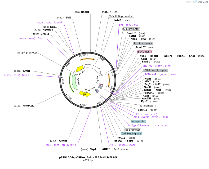 136513-plasmid-map-sequence-id-292636