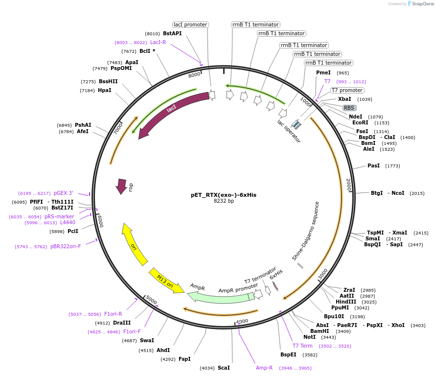 145028-plasmid-map-sequence-id-292638