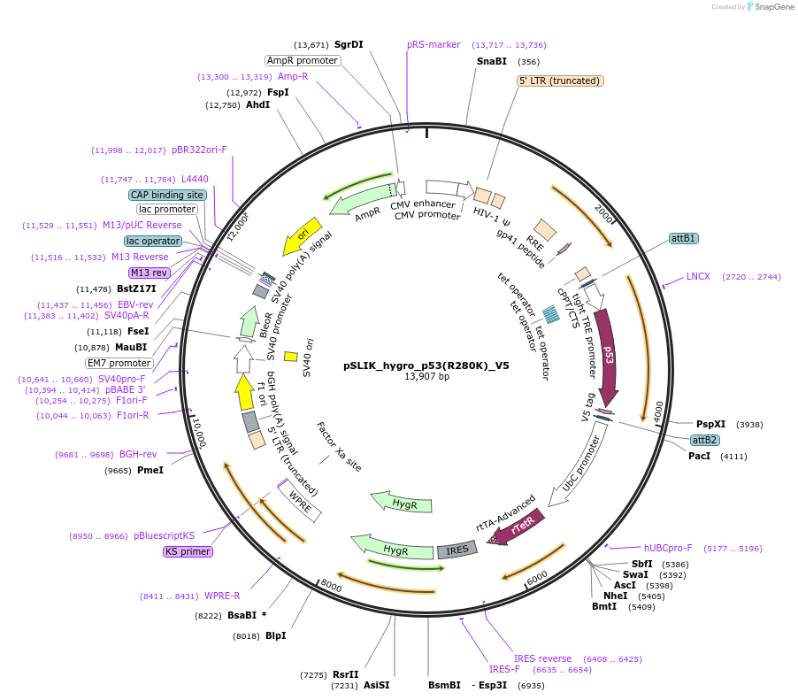136540-plasmid-map-sequence-id-292641