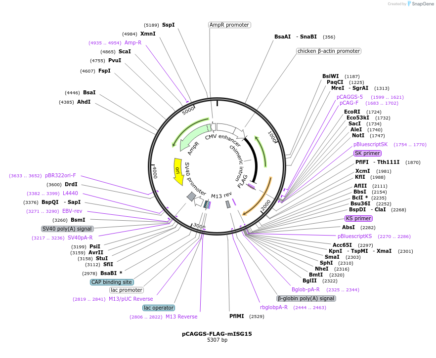 12443-plasmid-map-sequence-id-292642