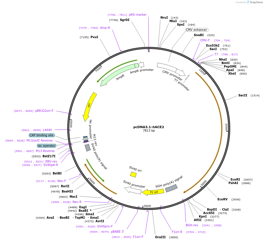 145033-plasmid-map-sequence-id-292650