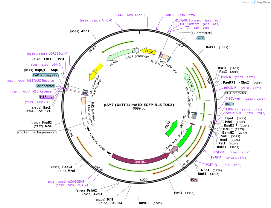 140533-plasmid-map-sequence-id-292653