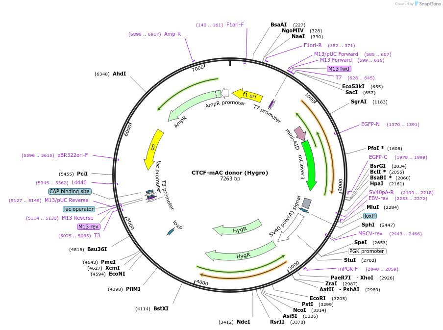 140646-plasmid-map-sequence-id-292657