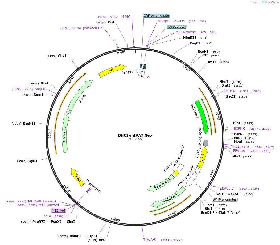 140543-plasmid-map-sequence-id-292660