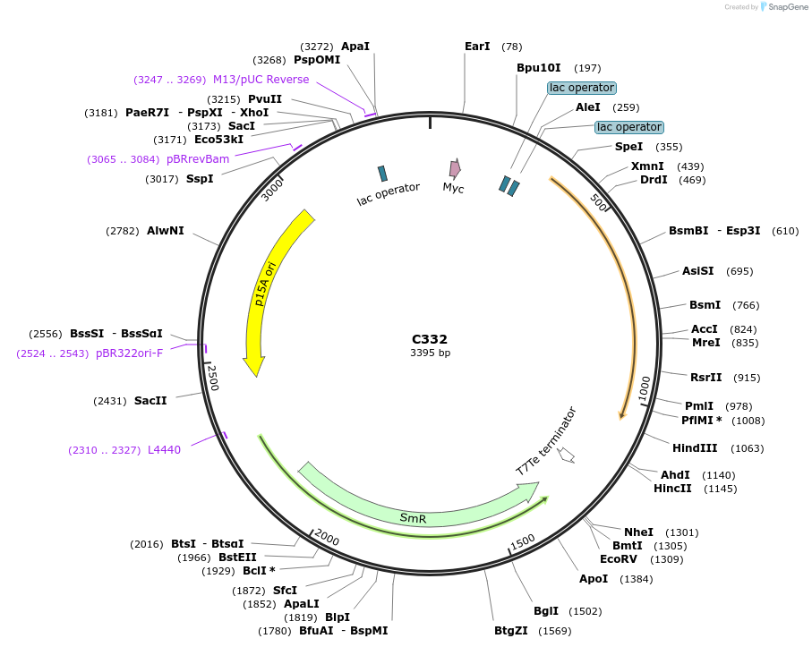 141124-plasmid-map-sequence-id-292682
