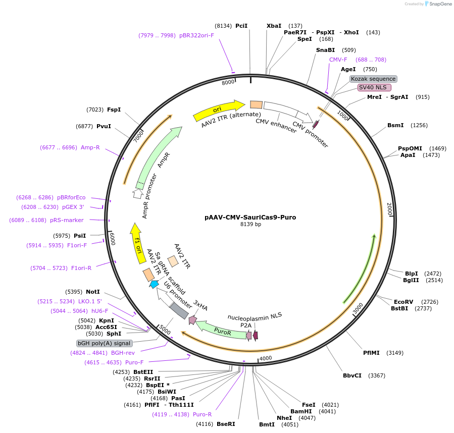 135965-plasmid-map-sequence-id-292683