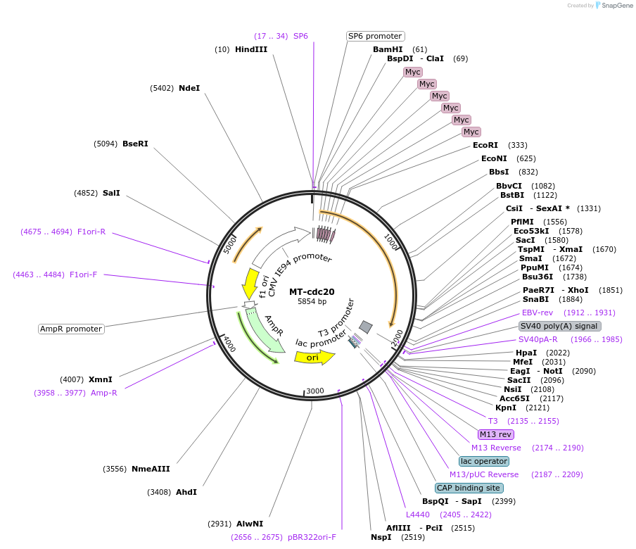 11593-plasmid-map-sequence-id-292688