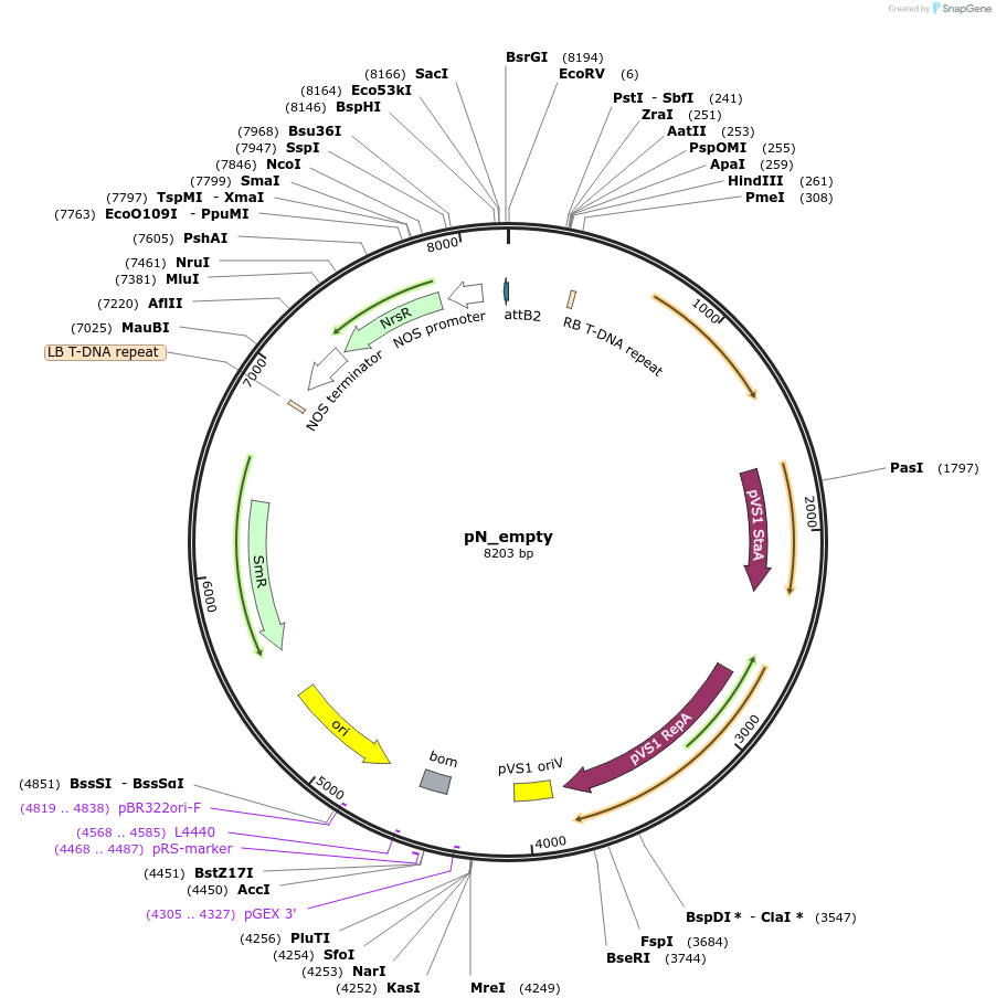 140404-plasmid-map-sequence-id-292691