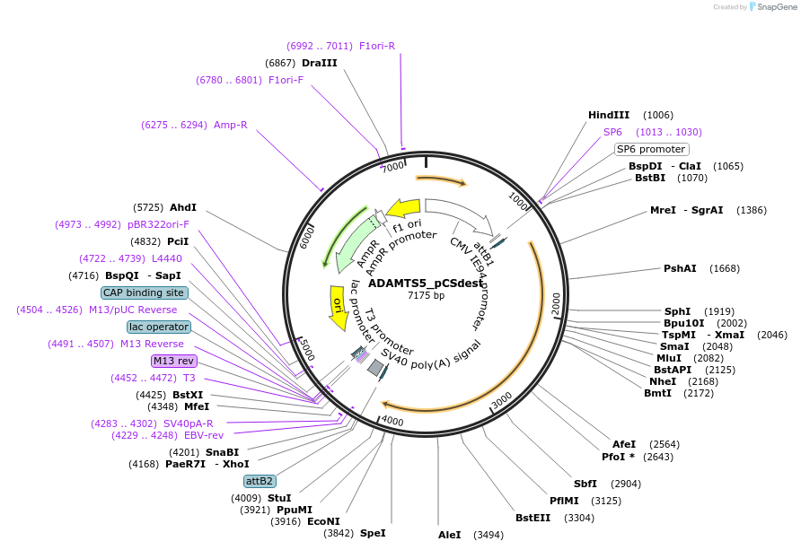 53819-plasmid-map-sequence-id-292697