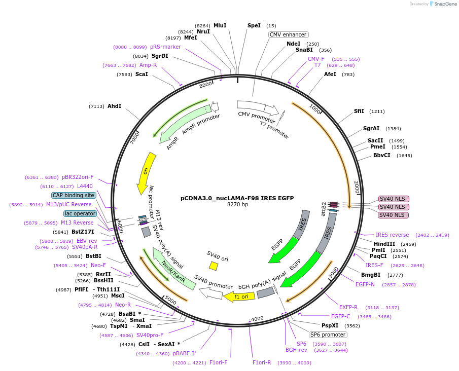 136618-plasmid-map-sequence-id-292702