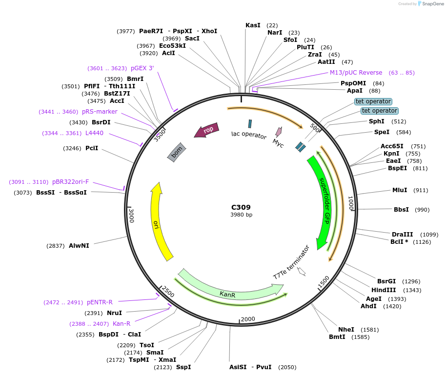 141130-plasmid-map-sequence-id-292703