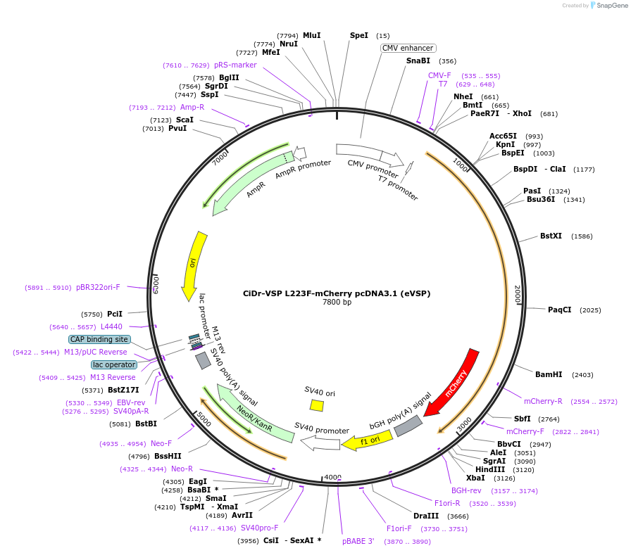 140892-plasmid-map-sequence-id-292709
