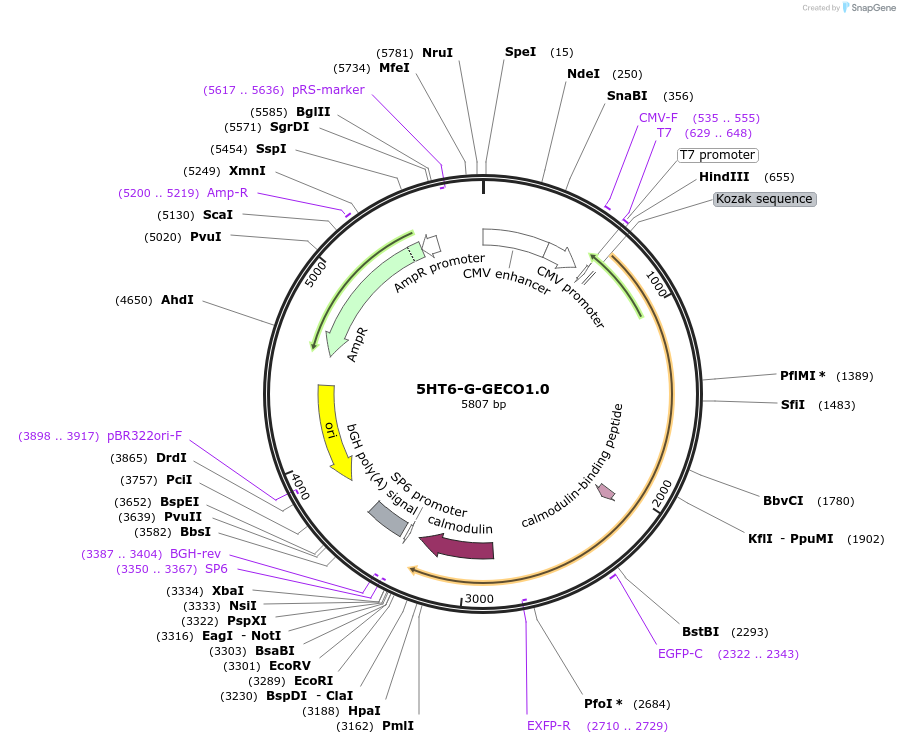 47499-plasmid-map-sequence-id-292724