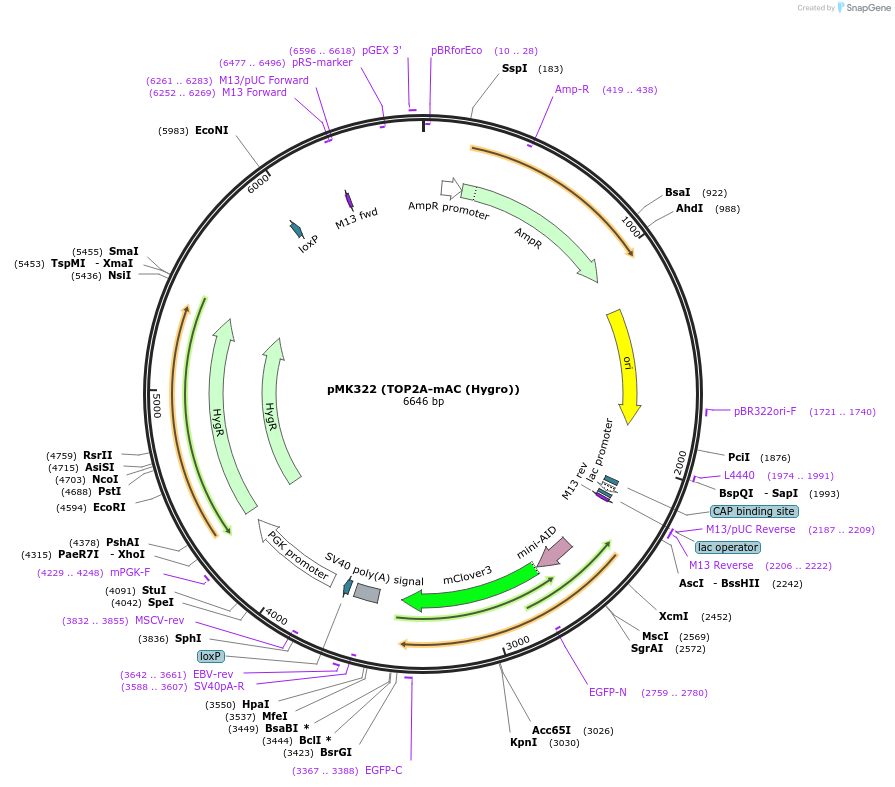 140653-plasmid-map-sequence-id-293810