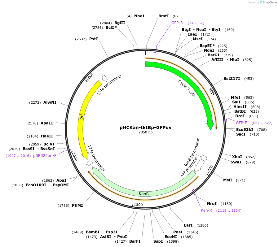 139081-plasmid-map-sequence-id-293811