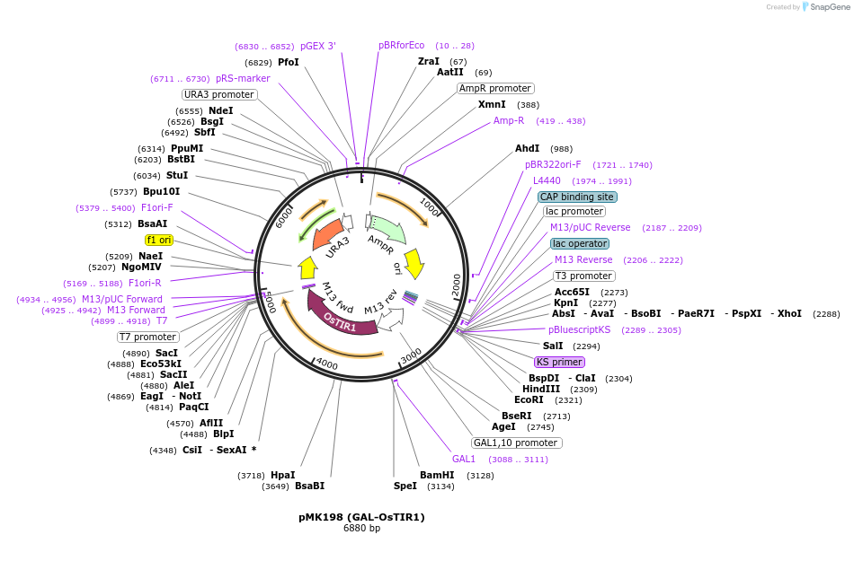 140655-plasmid-map-sequence-id-293812