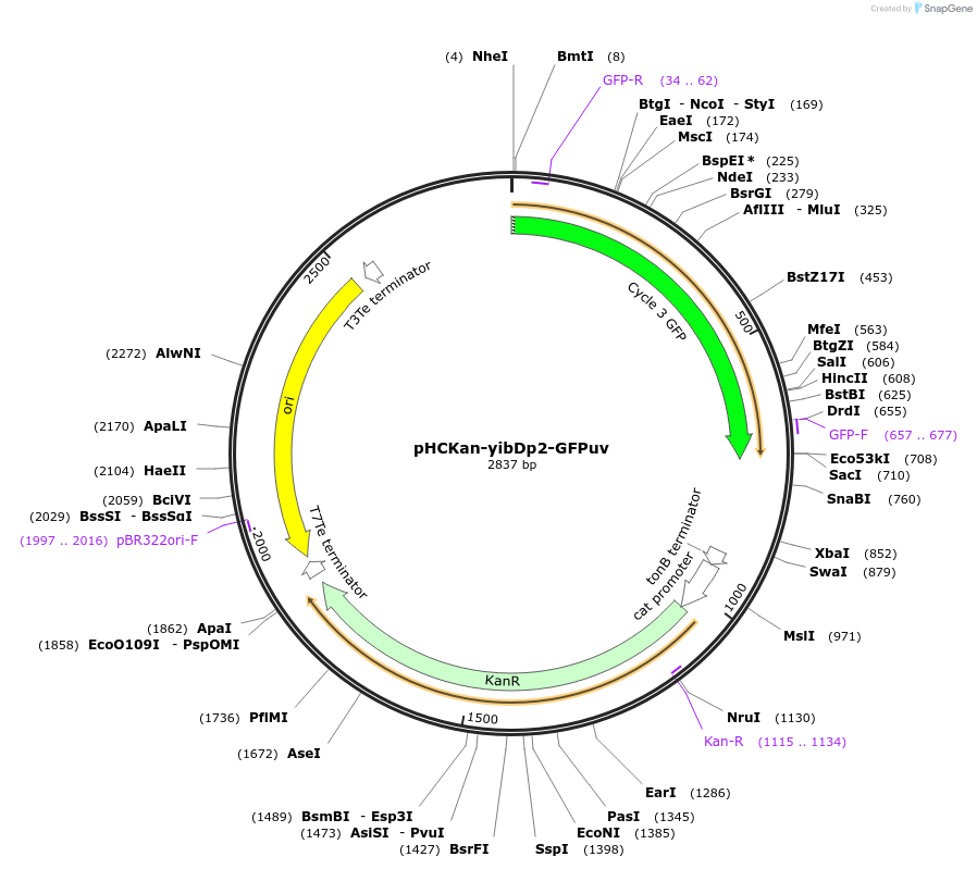 139083-plasmid-map-sequence-id-293813
