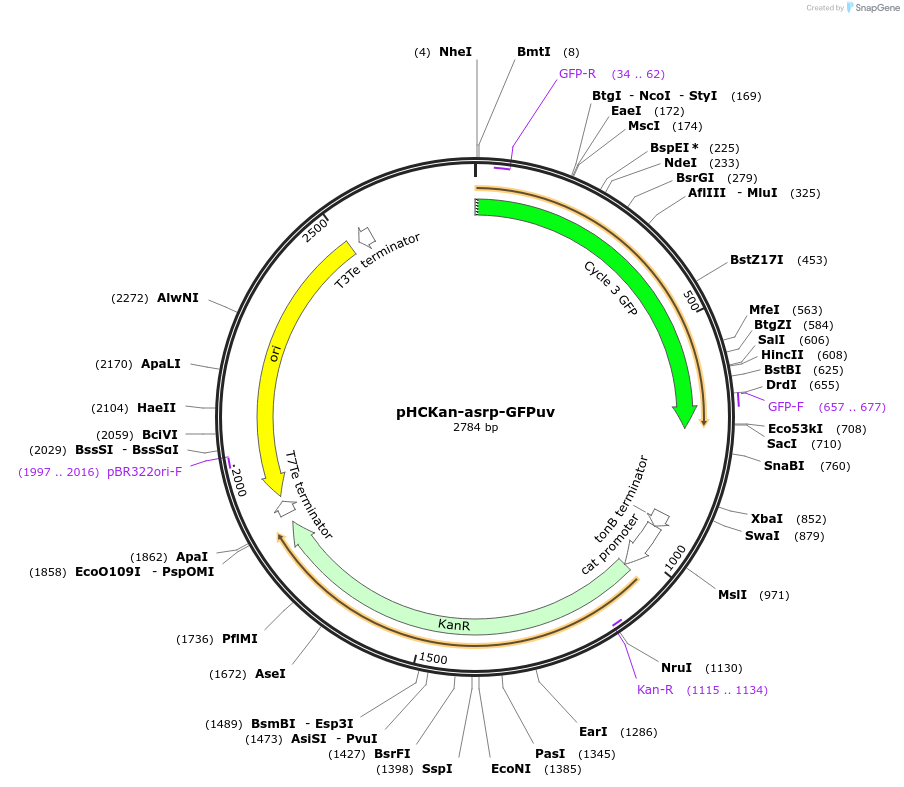 139082-plasmid-map-sequence-id-293814