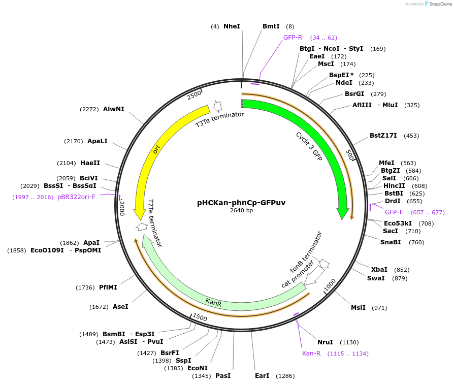 139080-plasmid-map-sequence-id-293816