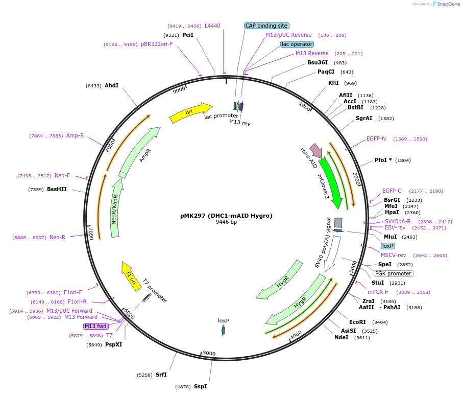 140542-plasmid-map-sequence-id-293818