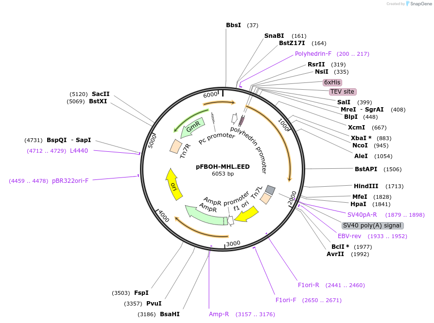 125174-plasmid-map-sequence-id-293821