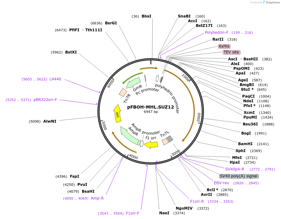 125172-plasmid-map-sequence-id-293822