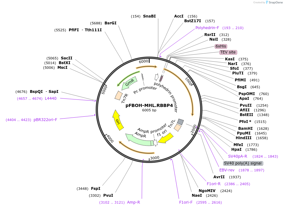 125173-plasmid-map-sequence-id-293826