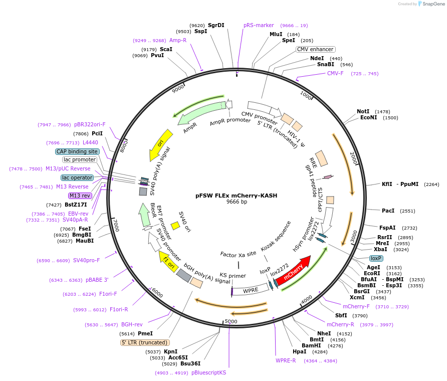 139652-plasmid-map-sequence-id-294912