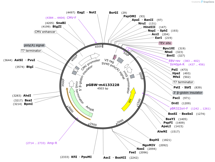 295020_map
