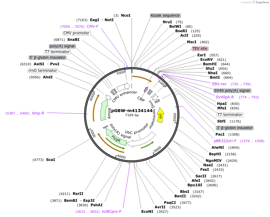 152040-plasmid-map-sequence-id-295052