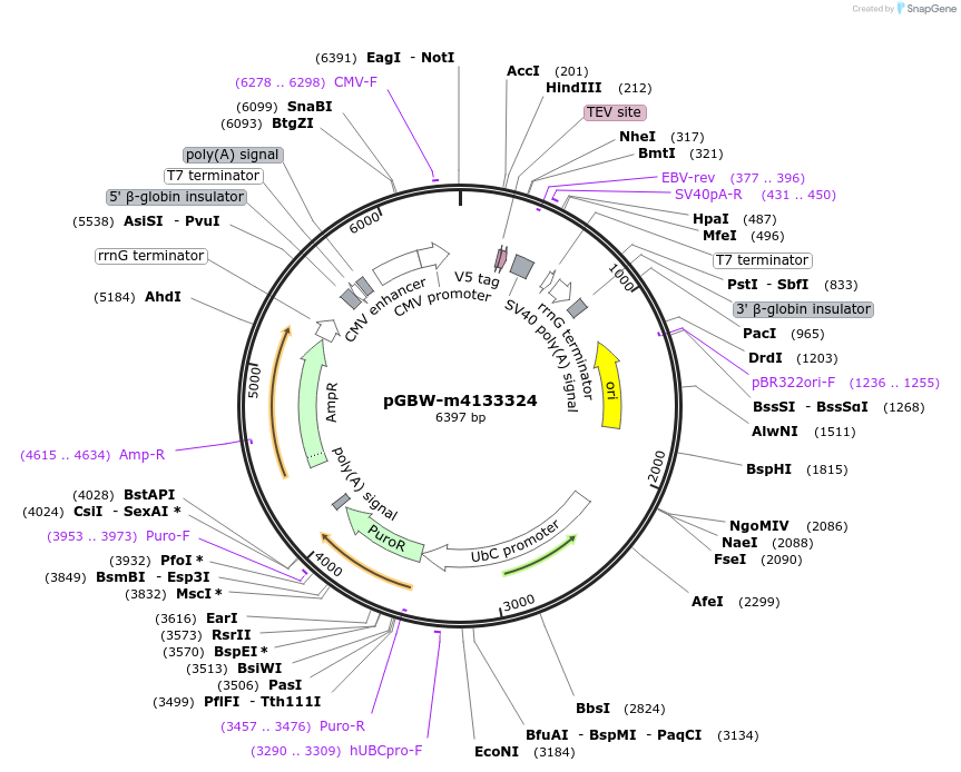 152211-plasmid-map-sequence-id-295223