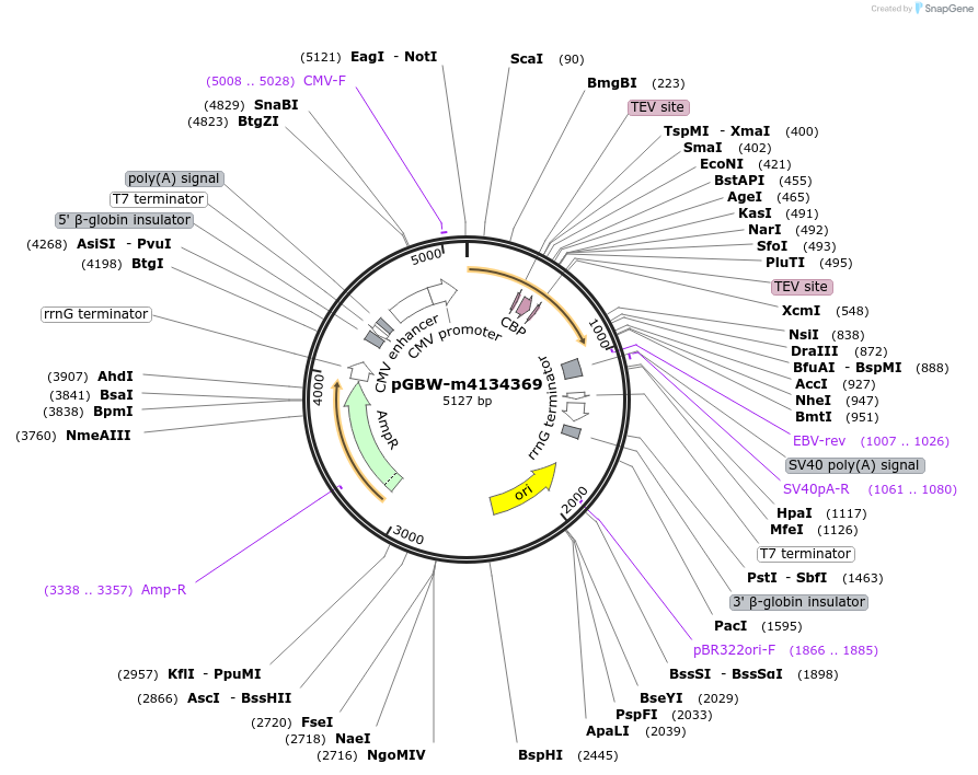 295262_map