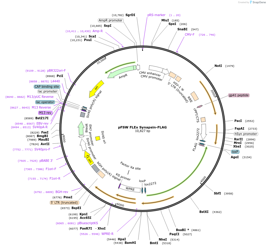 139653-plasmid-map-sequence-id-295998