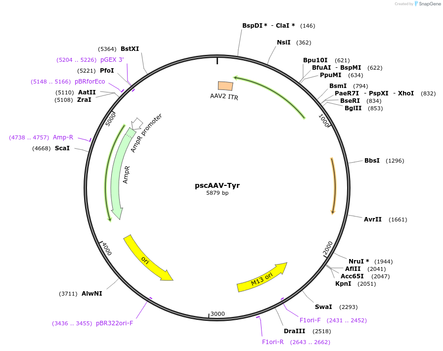 135616-plasmid-map-sequence-id-296005