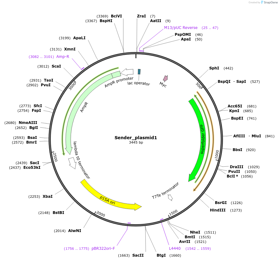 140692-plasmid-map-sequence-id-296008