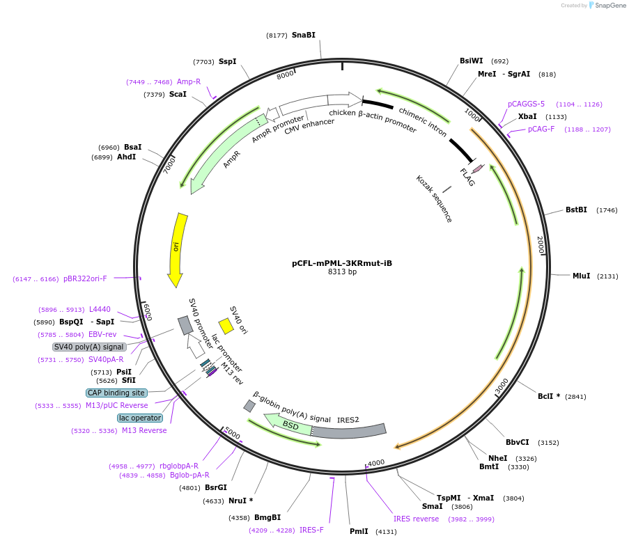 140287-plasmid-map-sequence-id-296009