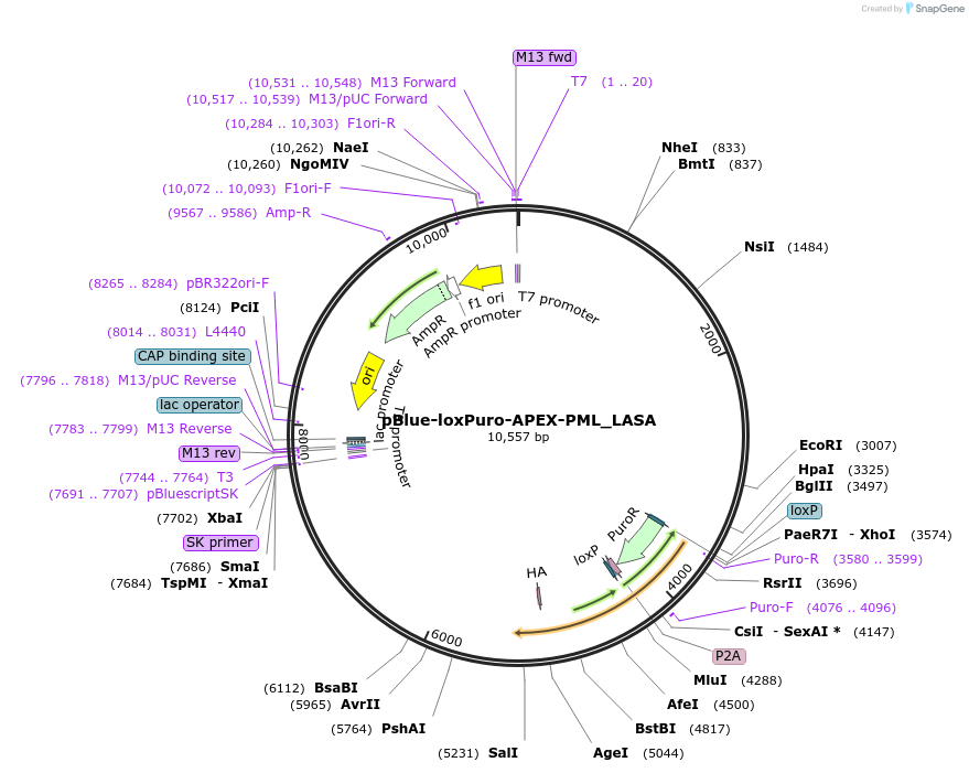 140273-plasmid-map-sequence-id-296015