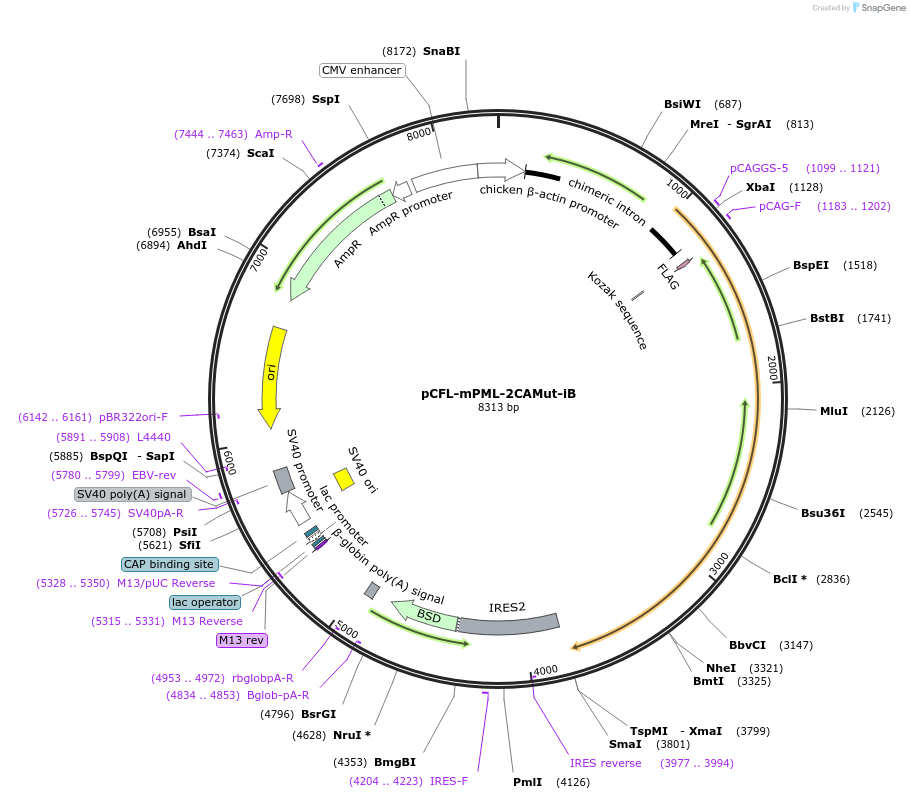 140286-plasmid-map-sequence-id-296022