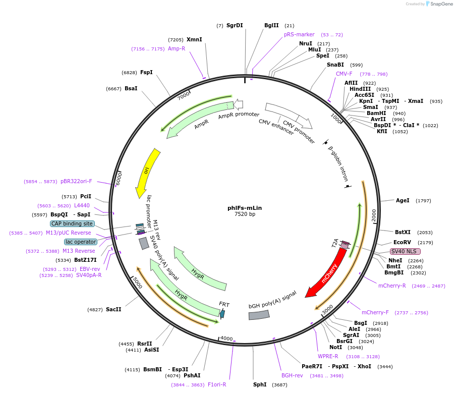 140792-plasmid-map-sequence-id-296025