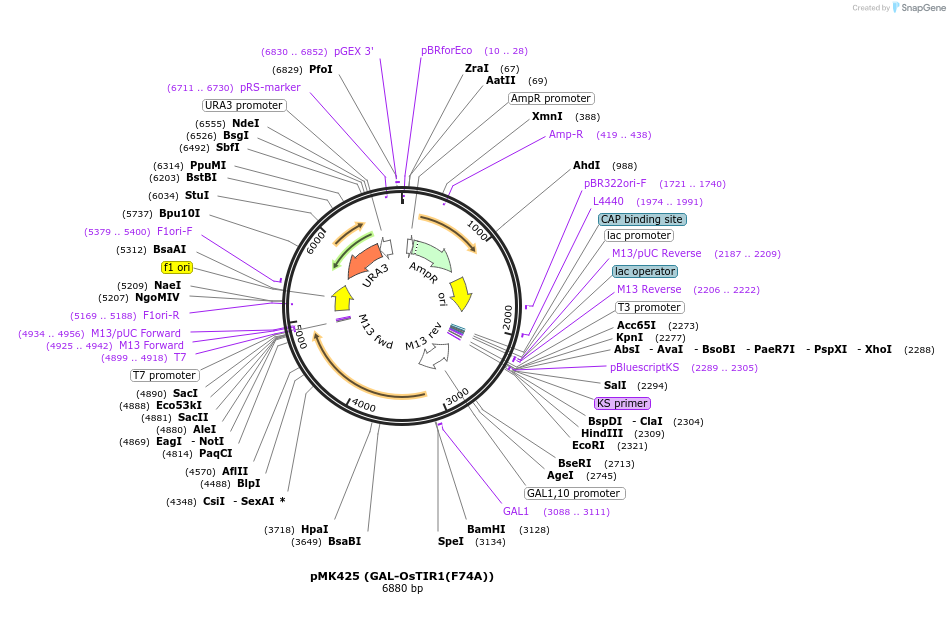 140657-plasmid-map-sequence-id-296035