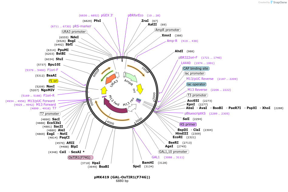 140656-plasmid-map-sequence-id-296037