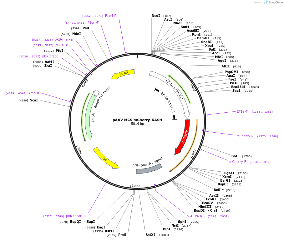 139654-plasmid-map-sequence-id-296060