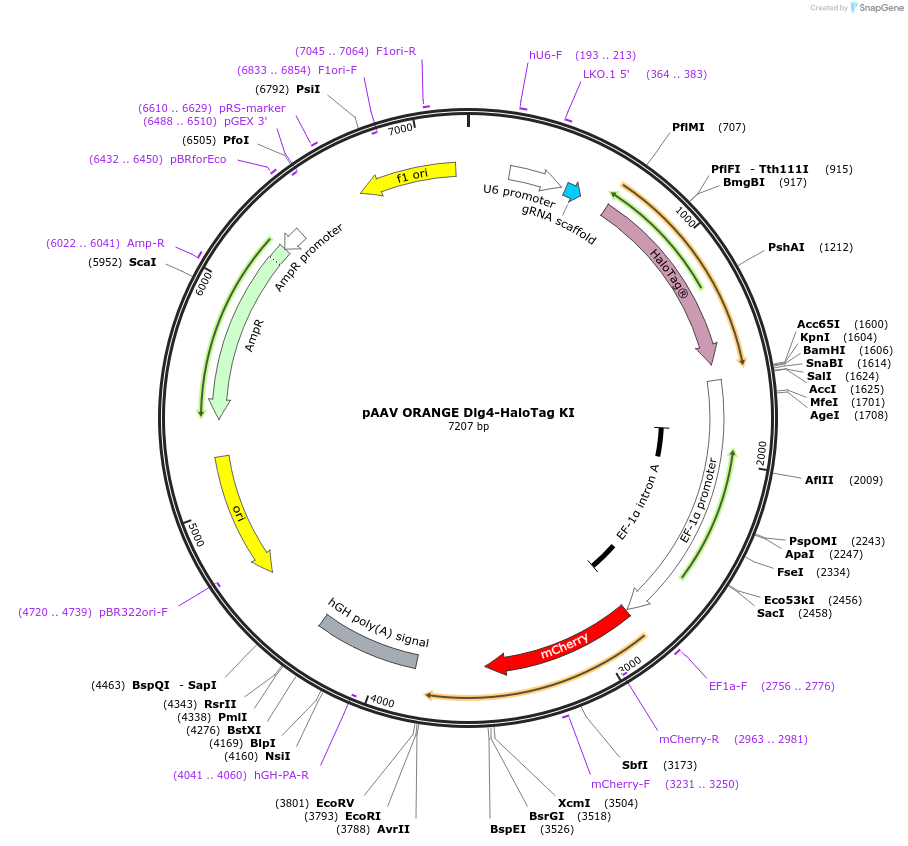 139656-plasmid-map-sequence-id-296061