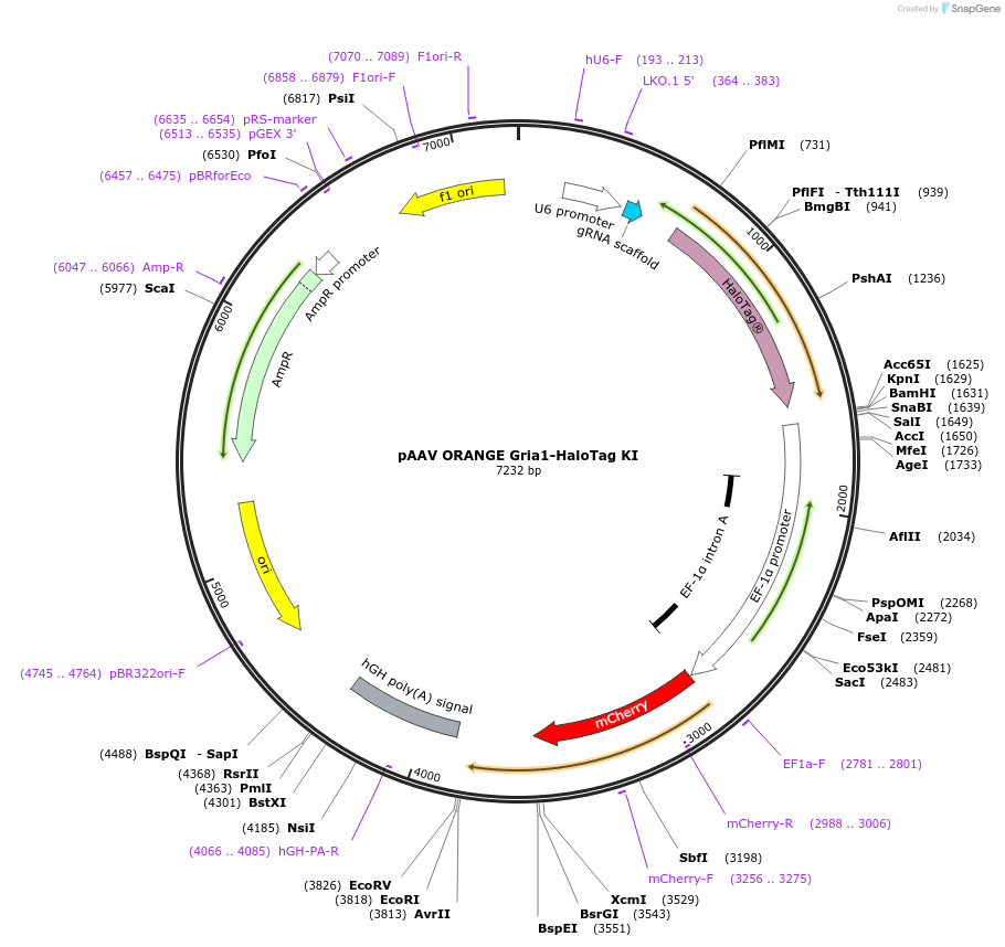 139655-plasmid-map-sequence-id-296062