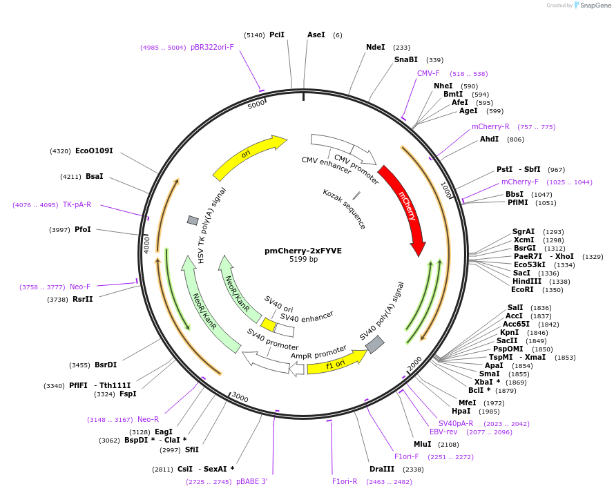 140050-plasmid-map-sequence-id-296063
