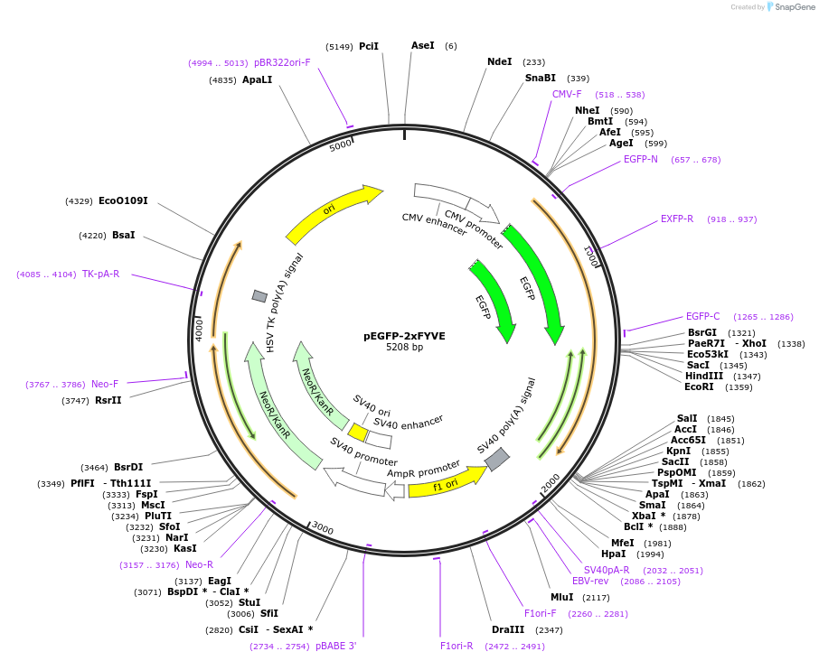 140047-plasmid-map-sequence-id-296064