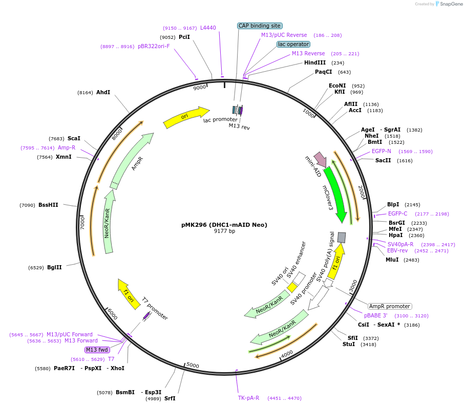 140541-plasmid-map-sequence-id-296094